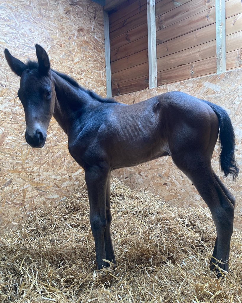 BeswickBrothers's tweet photo. Foal number 13, a lovely Frammassone filly out of Holme Rose adding to the GBB filly 2022 roster #Frammassone #lovelyfilly #GBB @rpbloodstock @GB_Bonus https://t.co/ey9xOW9e3i
