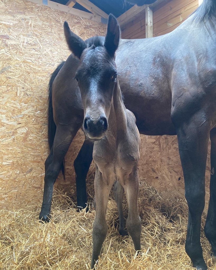 BeswickBrothers's tweet photo. Foal number 13, a lovely Frammassone filly out of Holme Rose adding to the GBB filly 2022 roster #Frammassone #lovelyfilly #GBB @rpbloodstock @GB_Bonus https://t.co/ey9xOW9e3i