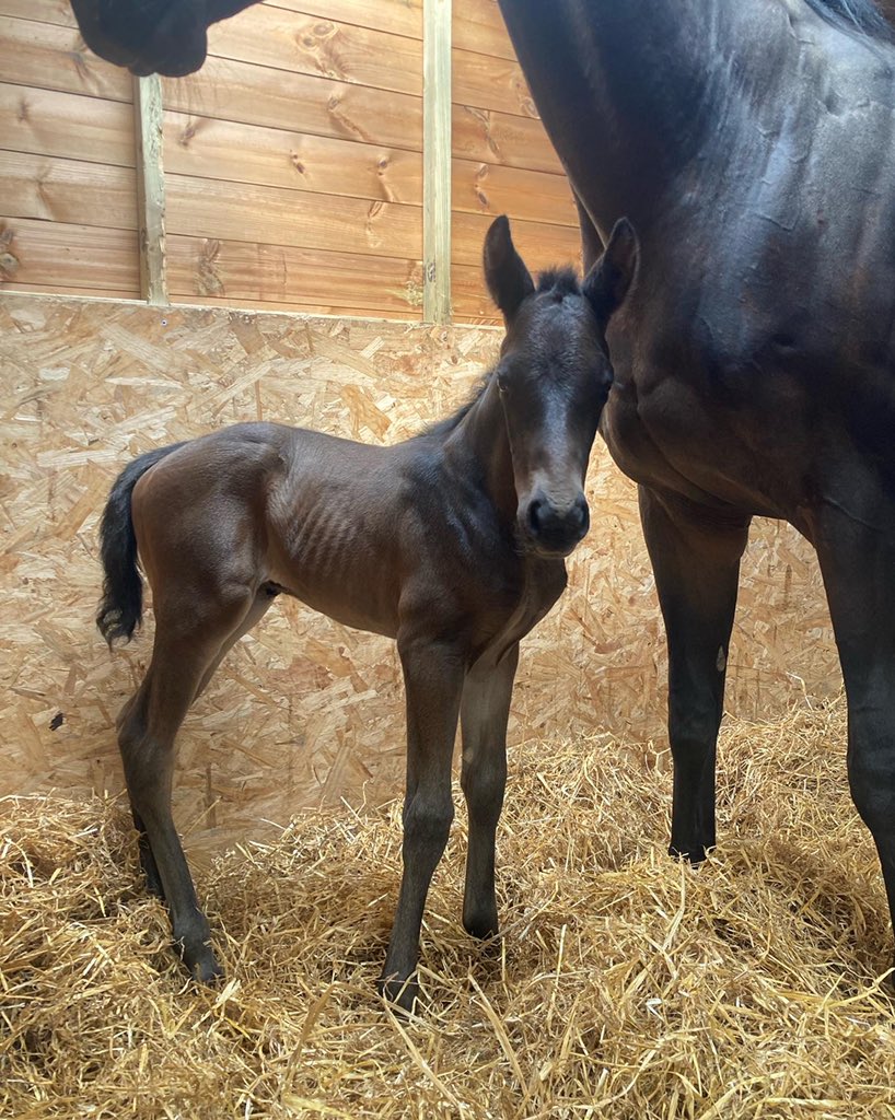 BeswickBrothers's tweet photo. Foal number 13, a lovely Frammassone filly out of Holme Rose adding to the GBB filly 2022 roster #Frammassone #lovelyfilly #GBB @rpbloodstock @GB_Bonus https://t.co/ey9xOW9e3i