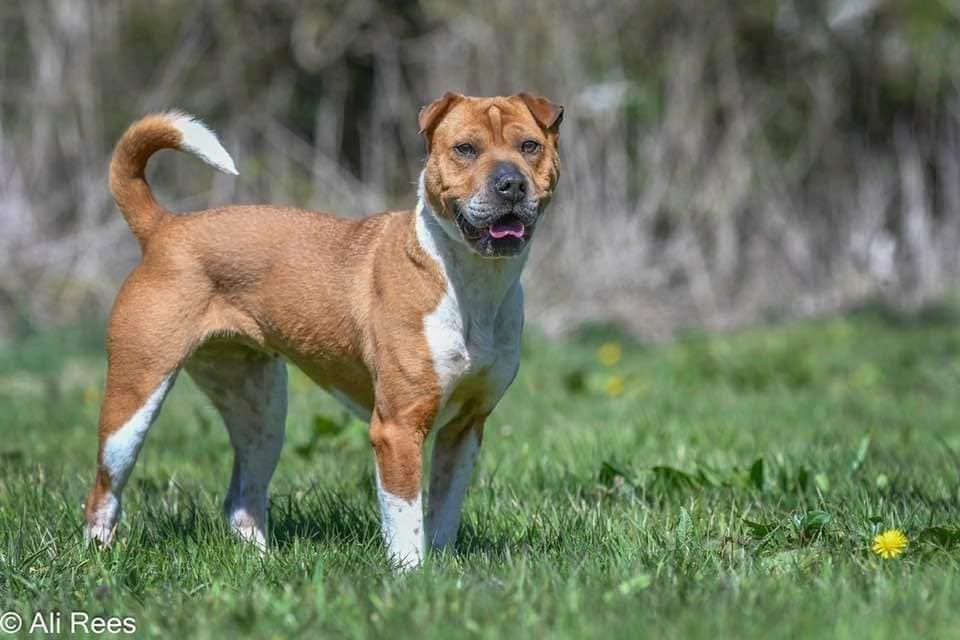 WWPdogs's tweet photo. Maggie is still looking for her forever home in #wales. She's very sweet, very active, and loves long walks! Best as the only dog in the home. More info or apply ➡️ https://t.co/VMs31GbNlR
#sharpei #sharpeicross #westwalespoundies #adoptdontshop #welshdogs https://t.co/faA3qLuzer