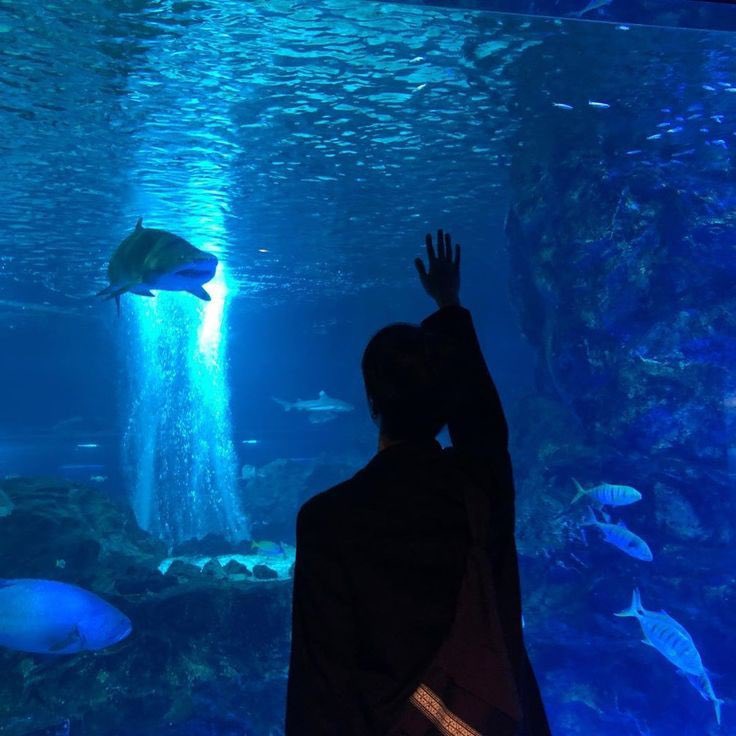 Nicha_Meily's tweet photo. ฉลามมันชอบงับคุณ แต่ผมหน่ะชอบคุณงับ 

📍Sea Life บางกอก 🦈 https://t.co/WxxiNhCF6p