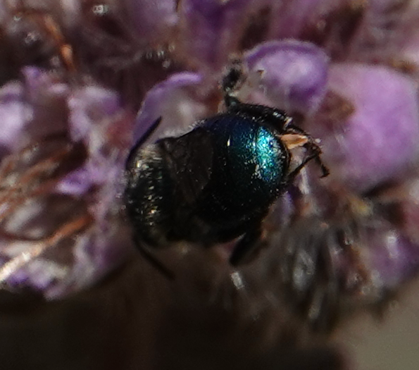 wild_matters's tweet photo. @markcoakleyBOOK couldn't agree more about the #bee butts
I'm in #love 

#TwitterNatureCommunity #sundayvibes https://t.co/4zBIqK0cKH