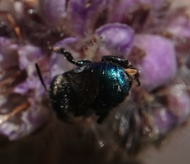 wild_matters's tweet photo. @markcoakleyBOOK couldn't agree more about the #bee butts
I'm in #love 

#TwitterNatureCommunity #sundayvibes https://t.co/4zBIqK0cKH