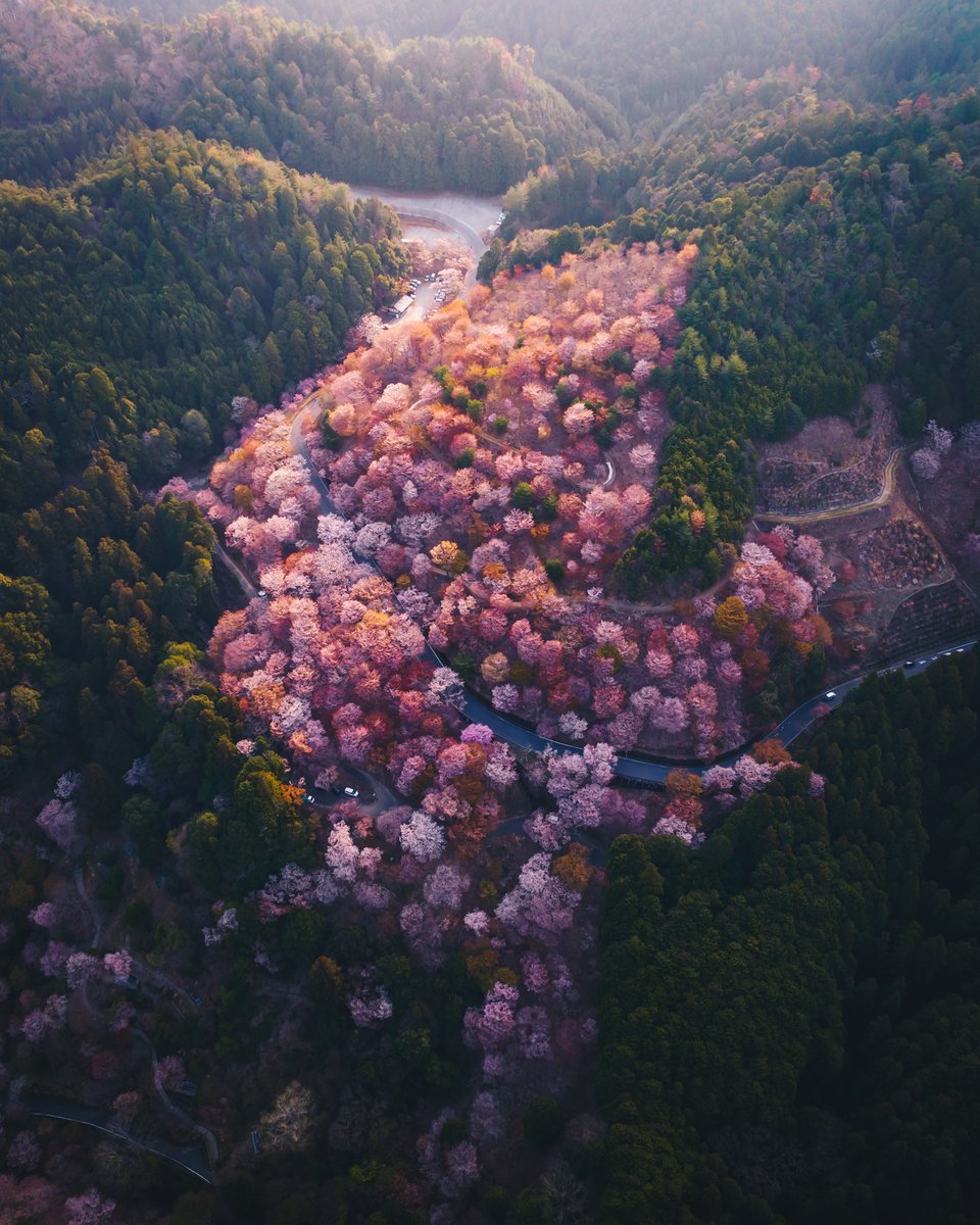 The iconic cherry-blossom season in Japan is iconic for a reason 🌸 #DJIMini3Pro 

Get ready for take off: bit.ly/3L32SaR