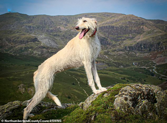 Please retweet, Reece Milburn and Kerry Patterson  jailed for just 12 weeks for starving a dog almost to the point fo death. #NORTHUMBERLAND  #UK
The dog is now safe. 

DETAILS👇
dailymail.co.uk/news/article-1… #dogs