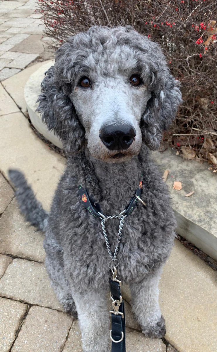 LFCDogGuides's tweet photo. Interested in adopting a Career Change #LFCDogGuide? We currently have a few Standard Poodles looking for their forever homes.  If you would like to give one of our wonderful Standard Poodles a new home, please visit https://t.co/7td7SYaToq https://t.co/tRPjZH8Cm8