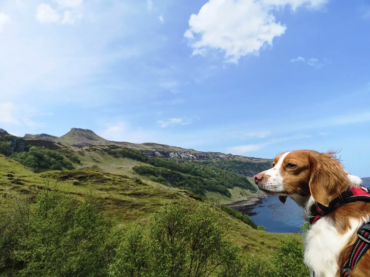 RaasayHouse's tweet photo. First activity was.... walkies to Hallaig. We picked the right time too as it's overcast and ready for rain now ☔

#Raasay #raasayisland #isleofskye #isleofraasay #walkies🐾 #dogfriendlyhotel #duncaan #hallaig #sorleymaclean #daysoff #sundayvibes #breton https://t.co/MB67AFrxJD