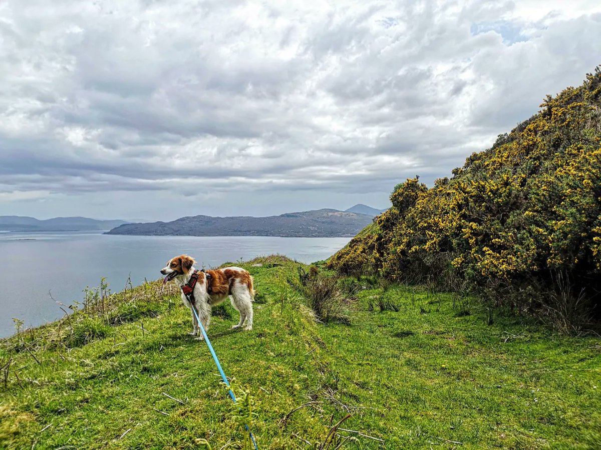 RaasayHouse's tweet photo. First activity was.... walkies to Hallaig. We picked the right time too as it's overcast and ready for rain now ☔

#Raasay #raasayisland #isleofskye #isleofraasay #walkies🐾 #dogfriendlyhotel #duncaan #hallaig #sorleymaclean #daysoff #sundayvibes #breton https://t.co/MB67AFrxJD