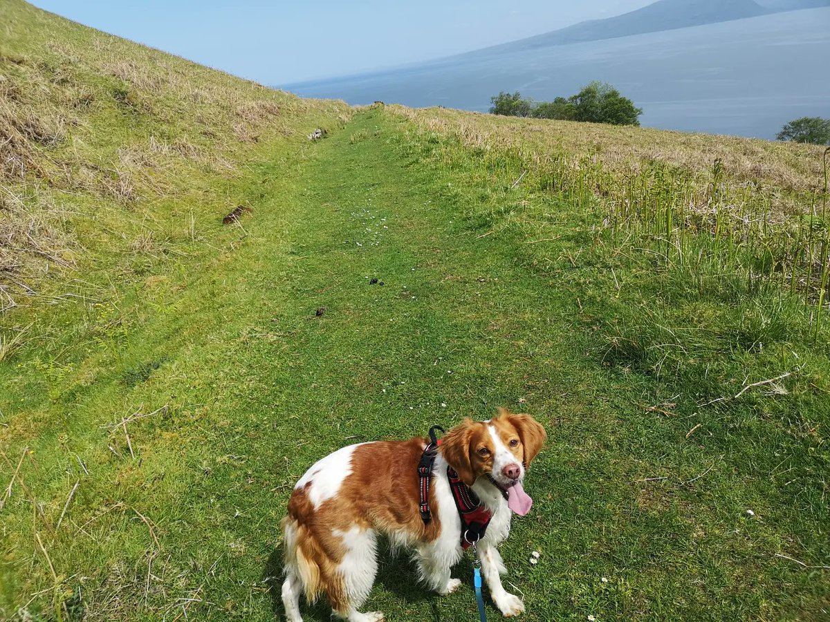 RaasayHouse's tweet photo. First activity was.... walkies to Hallaig. We picked the right time too as it's overcast and ready for rain now ☔

#Raasay #raasayisland #isleofskye #isleofraasay #walkies🐾 #dogfriendlyhotel #duncaan #hallaig #sorleymaclean #daysoff #sundayvibes #breton https://t.co/MB67AFrxJD