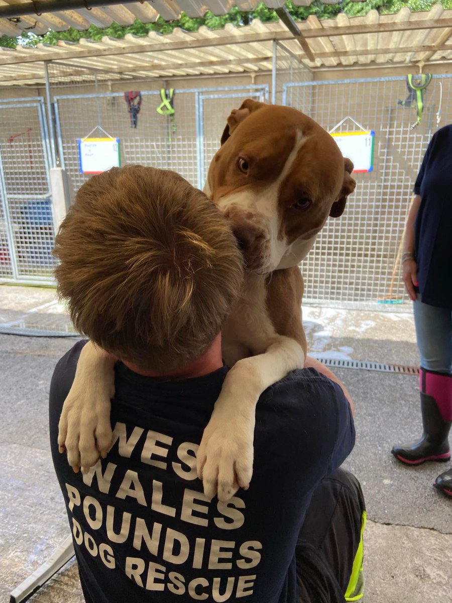WWPdogs's tweet photo. Gorgeous lovable Eddy is looking for his forever home in #WALES . He's very big - but he's a gentle giant! More info or apply https://t.co/MrKVGOQTFC
#westwalespoundies #bullbreed #adoptdontshop #welshdogs https://t.co/o3j0vHZPYT