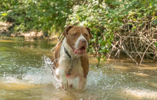 WWPdogs's tweet photo. Gorgeous lovable Eddy is looking for his forever home in #WALES . He's very big - but he's a gentle giant! More info or apply https://t.co/MrKVGOQTFC
#westwalespoundies #bullbreed #adoptdontshop #welshdogs https://t.co/o3j0vHZPYT
