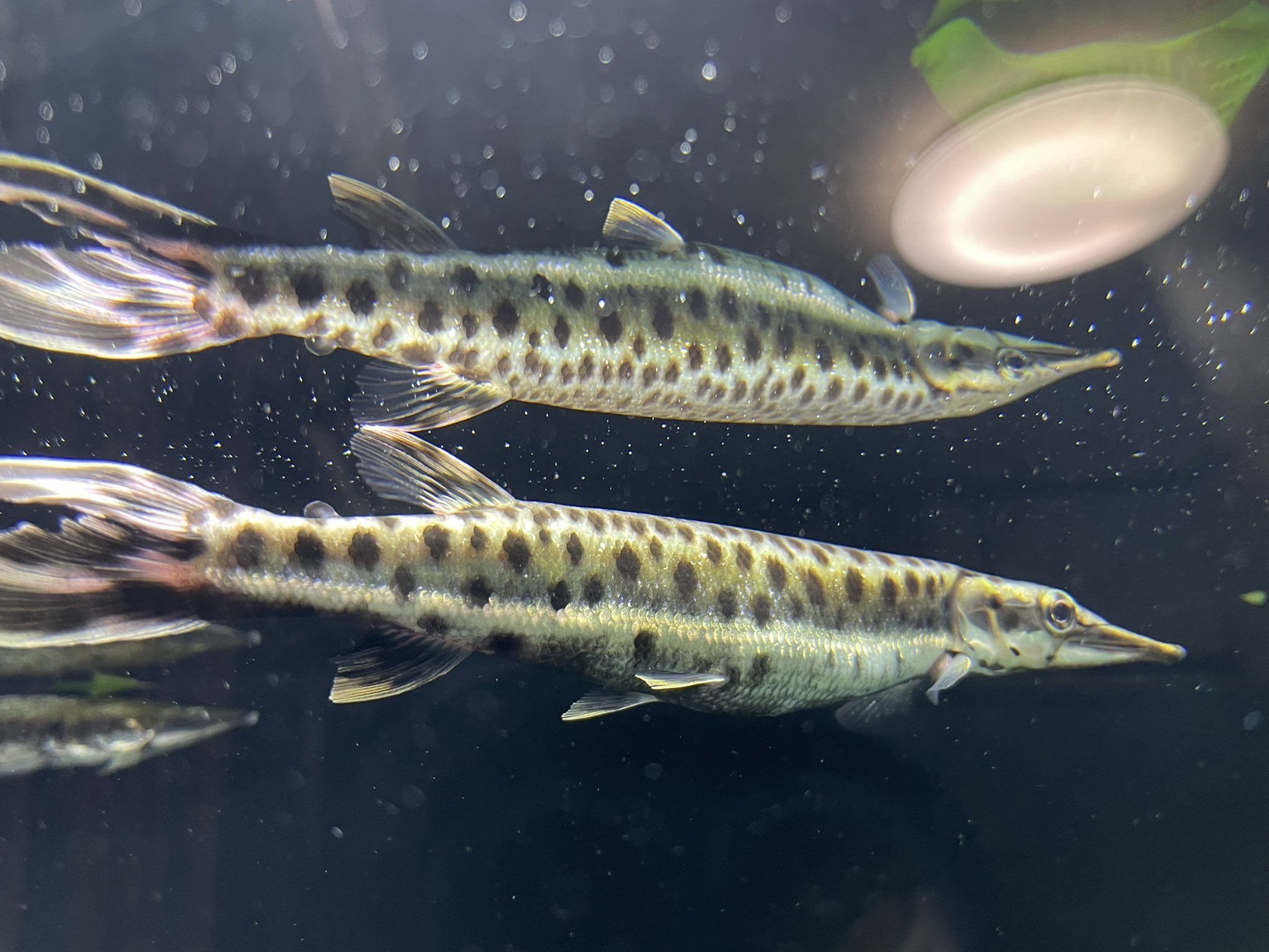 熱帯魚 マーブルハイドロシナスガー、ゴールデンパイクカラシン