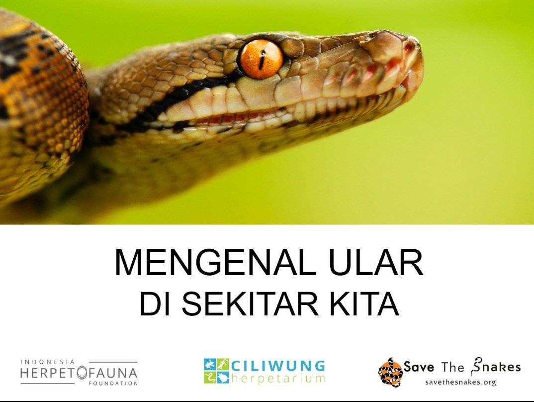 Karena lg heboh penemuan ular di perumahan. Baru inget sempet sama anak2 IHF dulu edukasi + kasi awareness ke masyarakat di perumahan di Bogor. Beberapa slide presentasinya ok banget buat pencerahan di sini. Slide hasil buatan Nathan Rusli, ilustrasi dari Probo Guritno 🧵