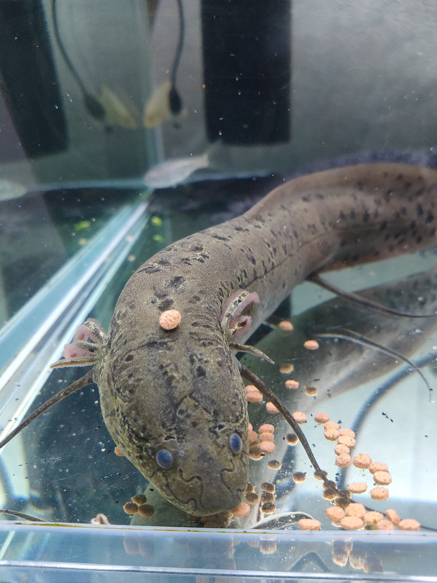 プロトプテルスアネクテンス ３０センチ Atskk Jp