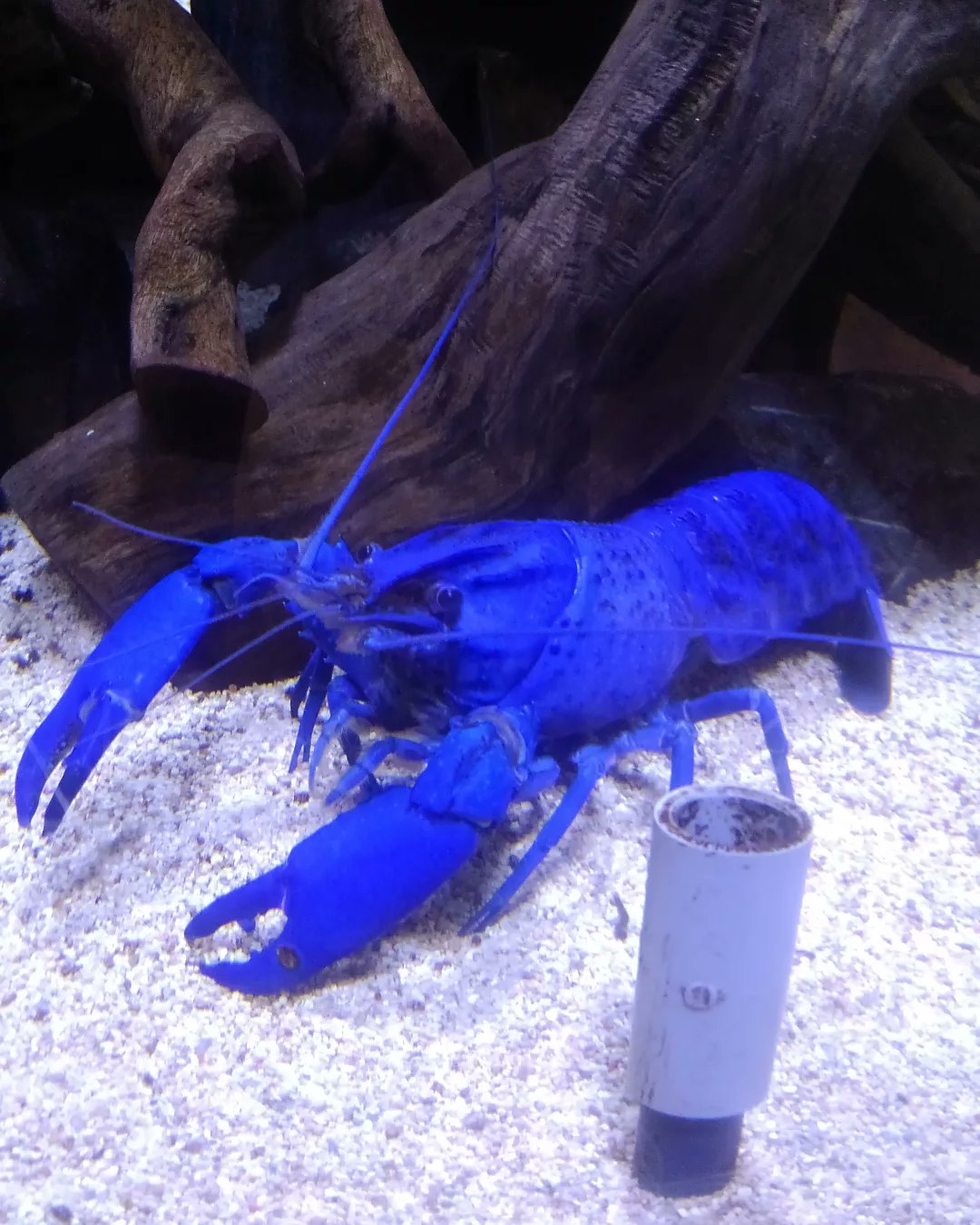 Ak610ne ブルーマロン 青色好きにはたまらないザリガニですね 笑 茹でると明るい赤色になるらしいw あっ 鳥羽水族館行ってきましたー ブルーマロン 水族館 T Co Zbfrftqtob Twitter