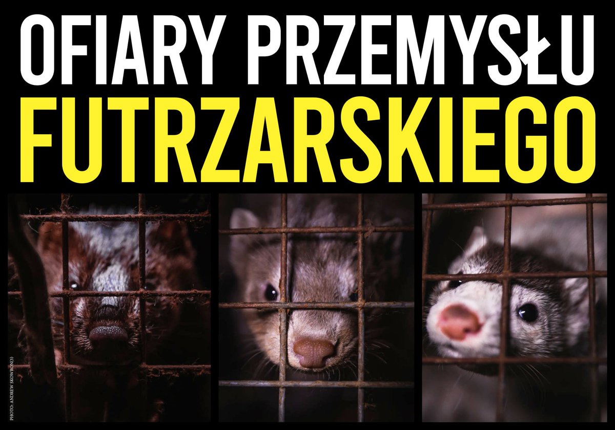 nicollettte's tweet photo. #OchnikZrezygnujZFuter!!! OCHNIK https://t.co/NYkxdQb5Hy