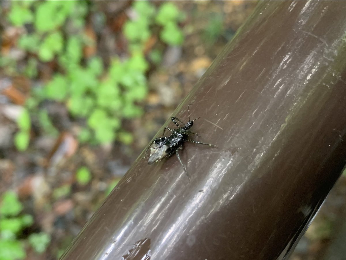 Neopi_Scott64's tweet photo. ヤニサシガメ(Velinus nodipes)
撮影 : 2022年5月14日
場所 : 東京都
#東京都 #高尾山 #ヤニサシガメ #ムシ #AssassinBugs #Incects https://t.co/h4ptGpoG4Z