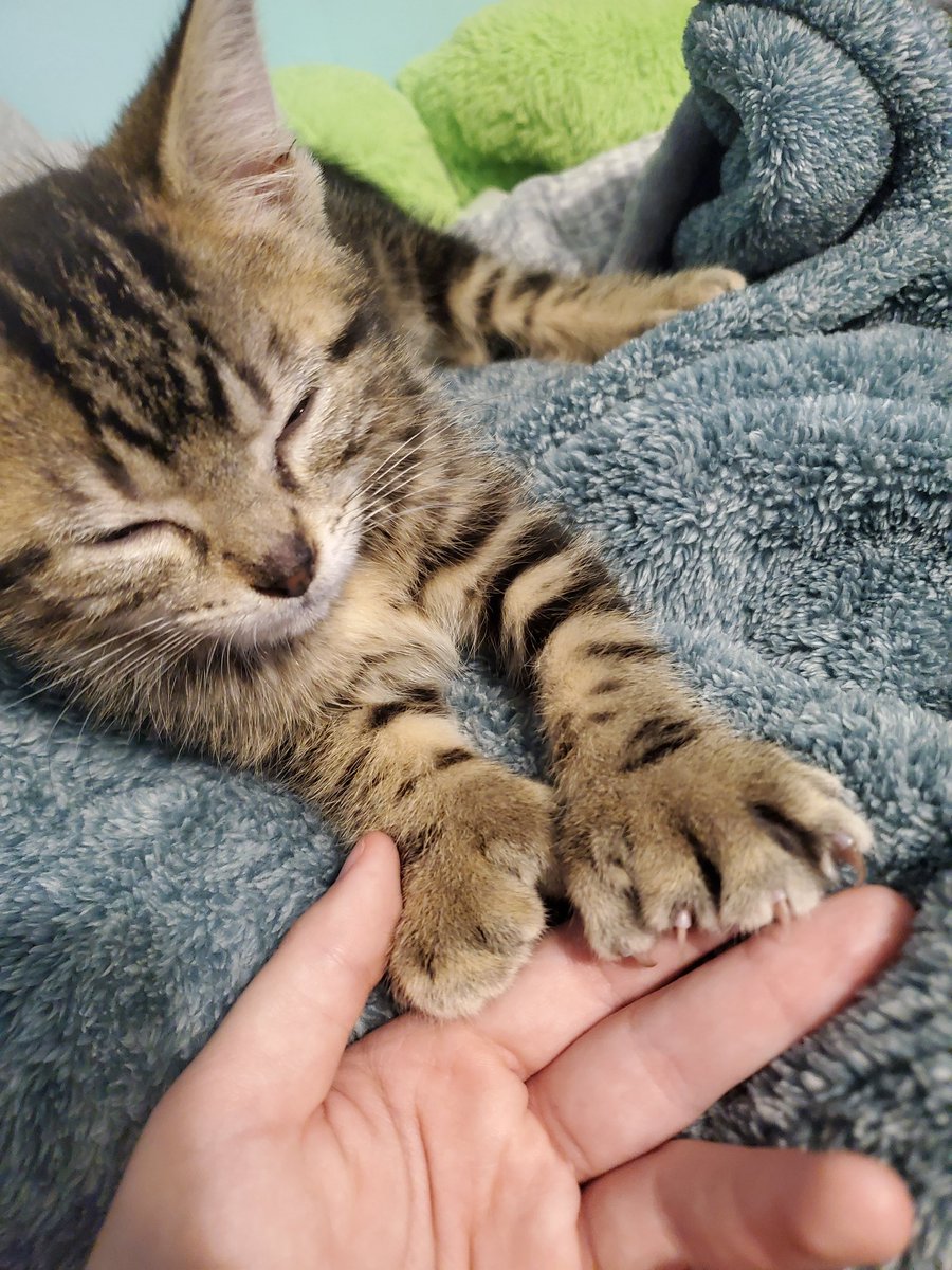 Starkid_Saturn's tweet photo. sooo I somehow convinced my parents to let me have a cat, welcome to the family Beans! https://t.co/YPrdaNCjPJ
