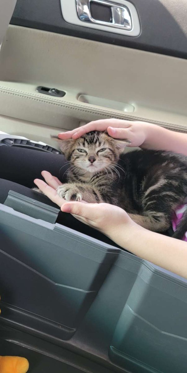 Starkid_Saturn's tweet photo. sooo I somehow convinced my parents to let me have a cat, welcome to the family Beans! https://t.co/YPrdaNCjPJ