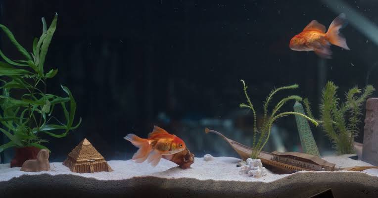 ularmager's tweet photo. @HabisNontonFilm @DisneyPlusID Ikan milik bang Steven,

Karena mirip Nemo (sirip nya beda sebelah), terus 'ga sengaja' ngasih spoiler episod 5 pake ornamen di akuarium nya, dan akhirnya doi happy ending karena dah punya teman hidup. https://t.co/XFw3A8WKe8