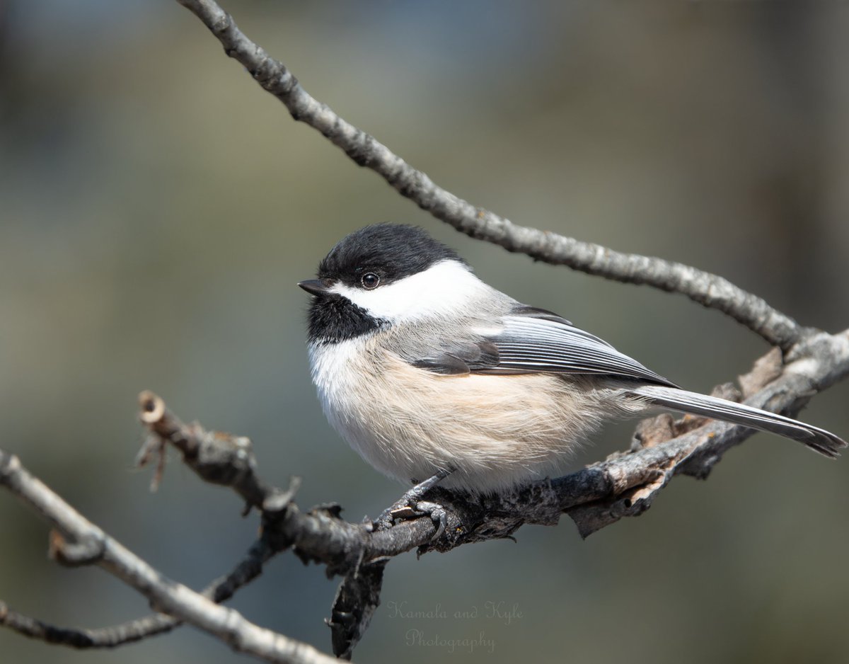 KamalaKyle's tweet photo. Calgary's official bird, as determined by 36k votes… the Black-capped Chickadee!
One of our most recognized and beloved birds, who has a pair in their yard this spring??
#calgarybirds #birdsofyyc #yycbirds #calgarysofficialbird #teamchickadeeyyc #blackcappedchickadee #calgaybird https://t.co/6UUEFvh47p