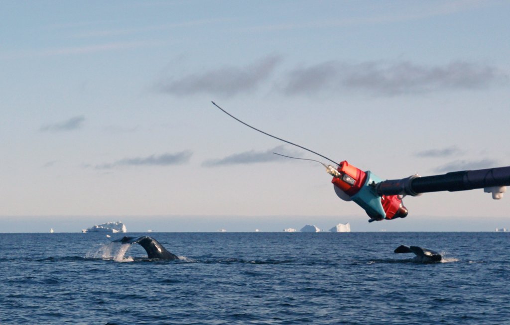 2 Acousondes deployed successfully on bowhead whales already! More to come today with @mads_heide