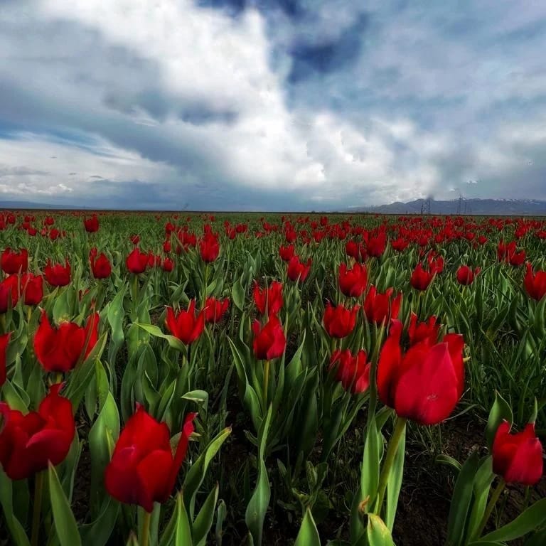 Laleli049's tweet photo. Laleler diyarı #Muş'tan şiirler yazdıran kare❤️ @Anamur_49 @Meb049 https://t.co/TAhUC6iKxh