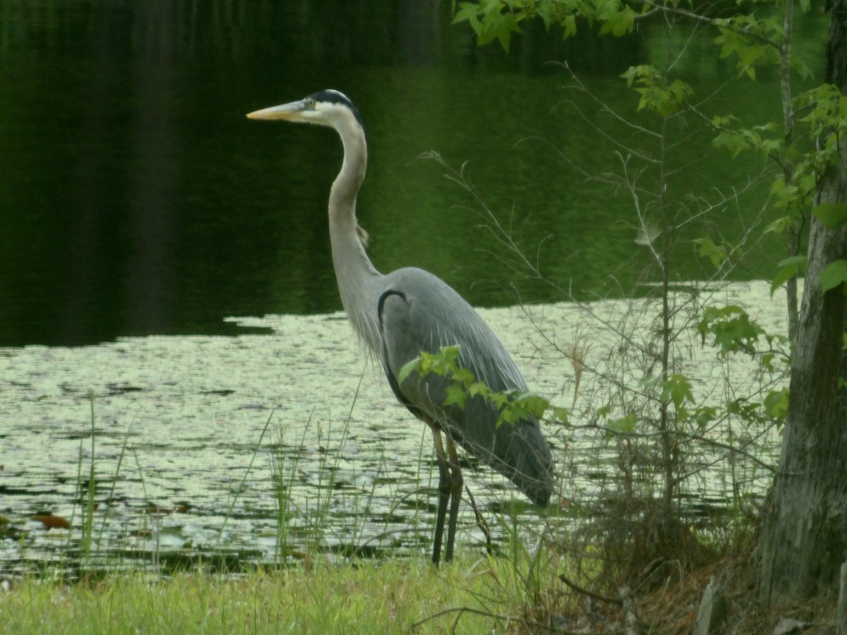 Visitors this week🙋‍♀️