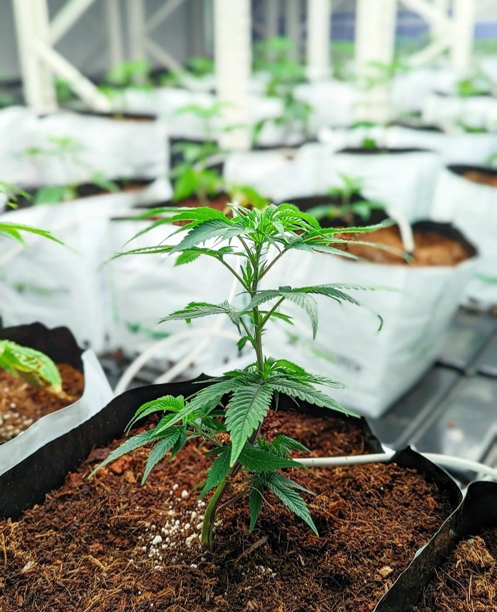 We Have A Huge Announcement To Make. After many years of hard work and dedication we have finally achieved something we've always dreamed of. We have a licensed facility in michigan working directly with us running all of our breeder cuts as we speak. We are truly thankful!