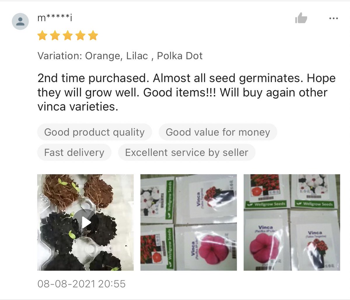 theink_kid's tweet photo. WellGrowSeeds - Vinca https://t.co/Hk4bFE6Jcs https://t.co/ctwTZSWndN