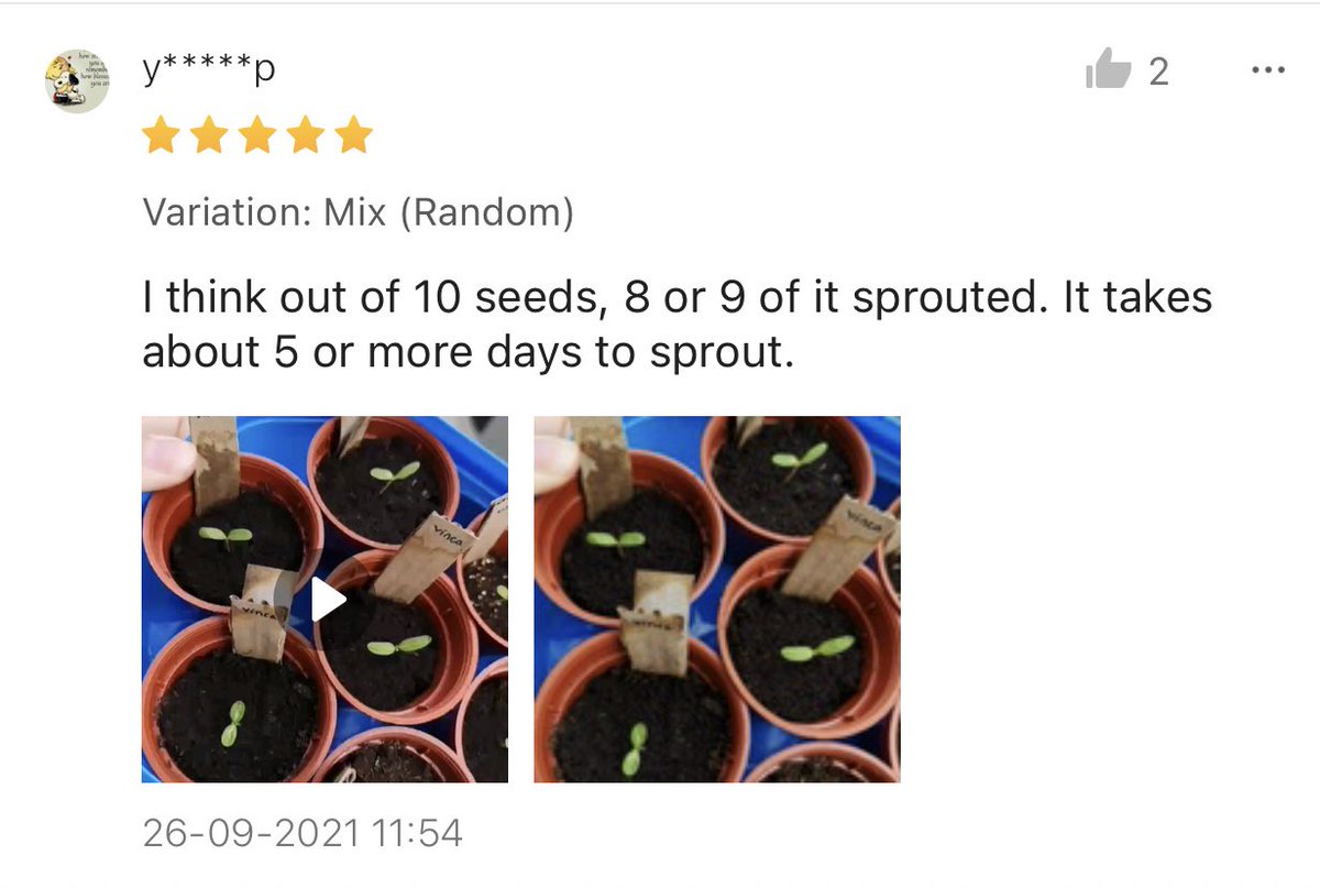 theink_kid's tweet photo. WellGrowSeeds - Vinca https://t.co/Hk4bFE6Jcs https://t.co/ctwTZSWndN