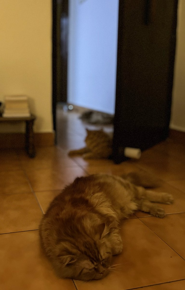 Three orange cats in reducing focus lying on a brownish floor through a doorway, there is a door and a small table with books midway through the shot, there is a whitish corridor in the background