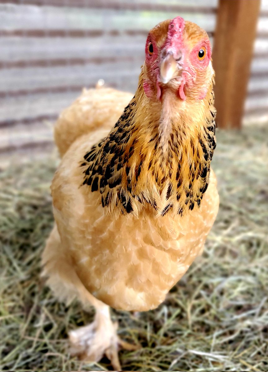 FeatheredFig's tweet photo. She gives "blonds have more fun" new meaning 😊 #chickenhumor #happyhens https://t.co/fdf01pPvUs