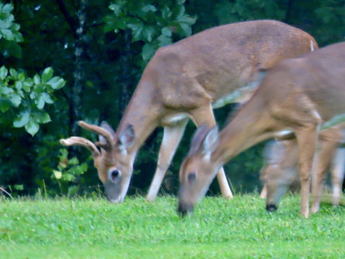 A very lucky catch,Doe with horns🙋‍♀️