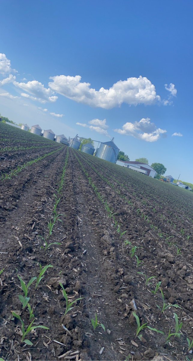 YingWade96's tweet photo. First planted corn is soaking up this heat and the half inch of rain! 🌽 #plant22 #precisionplanting #variablerateseeding @seedman78 @matt_montgo https://t.co/TwJFcTE7tP