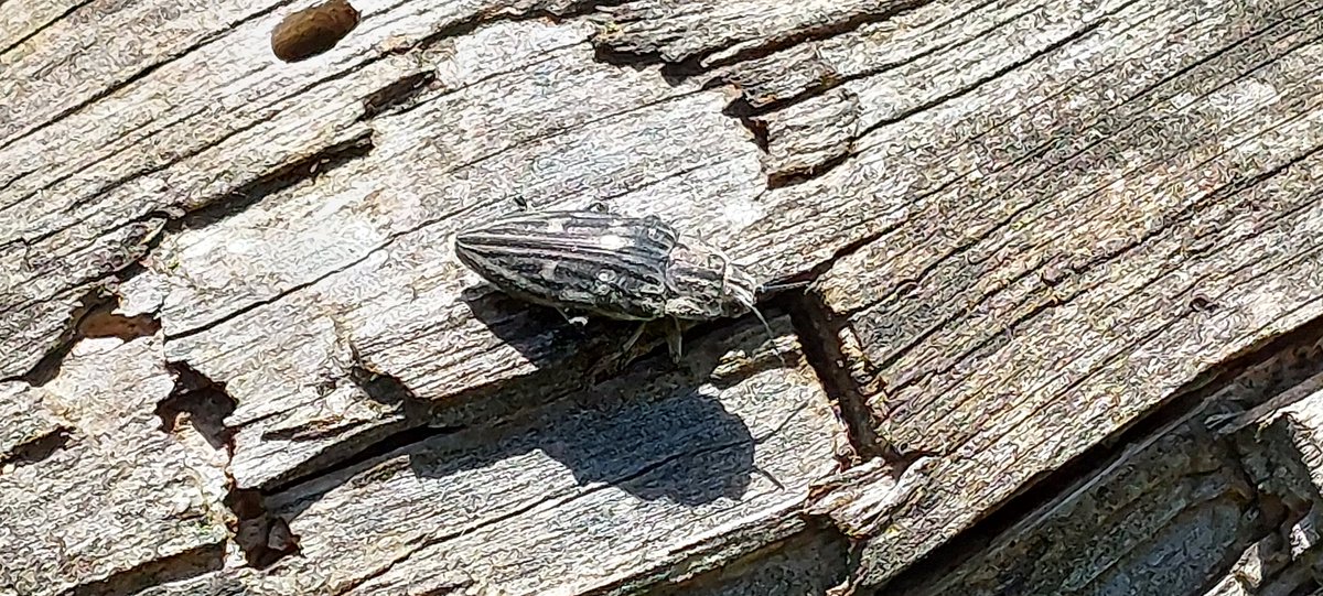 Noch nie zuvor gesehen: Marienprachtkäfer oder Großer Kiefernprachtkäfer (Chalcophora mariana), der größte Prachtkäfer Mitteleuropas (ca. 3cm) und dann gleich drei Exemplare, die sehr laut waren. Bin begeistert.