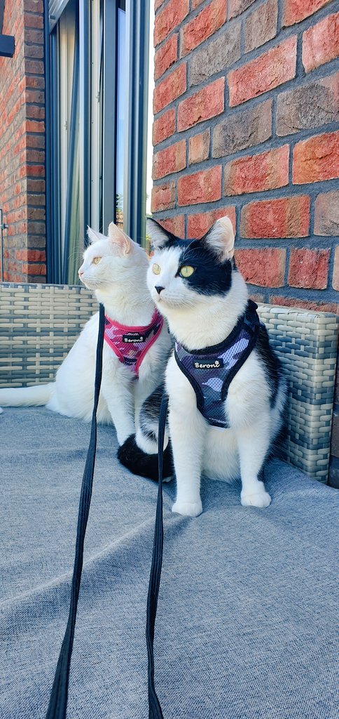 HamburggirlLara's tweet photo. Babys ☀️❤🐱🐱 #Citycats #hhome #CatsOfTwitter https://t.co/z2JpQCYswH