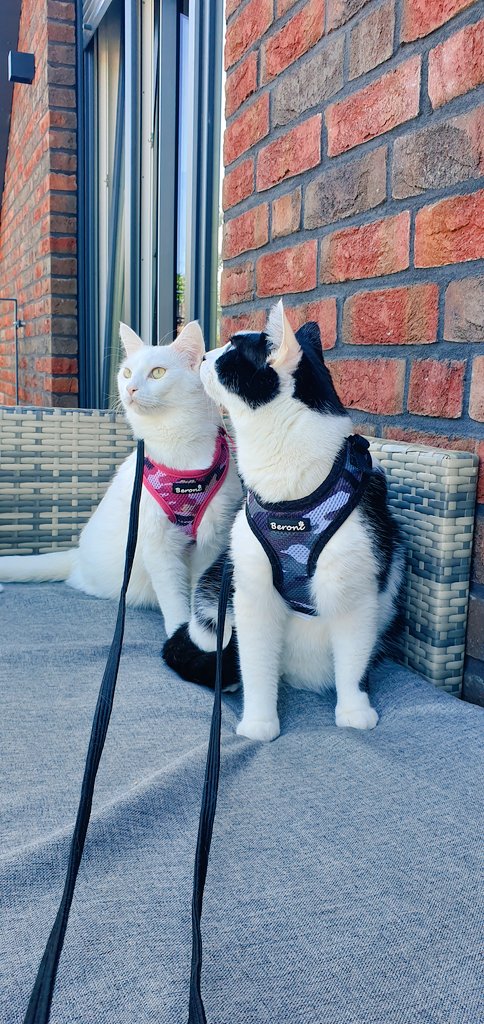 HamburggirlLara's tweet photo. Babys ☀️❤🐱🐱 #Citycats #hhome #CatsOfTwitter https://t.co/z2JpQCYswH