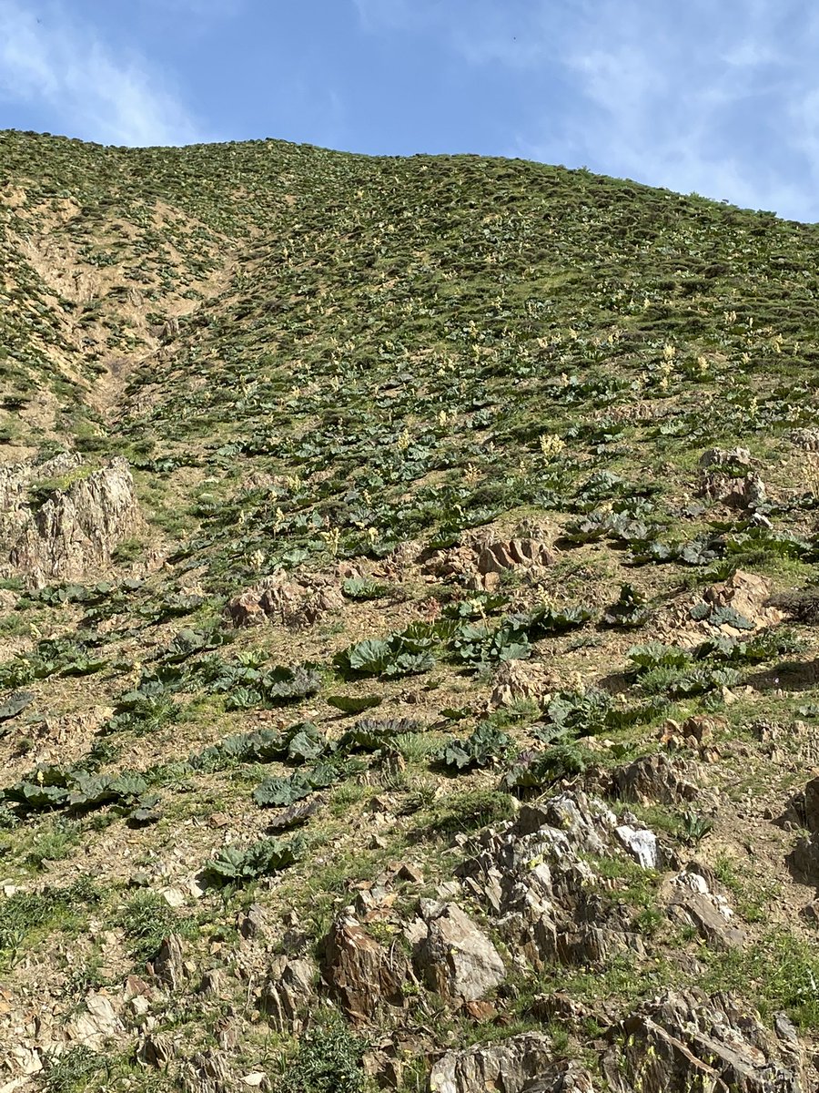 SukruUras's tweet photo. Şirvan/Elmadalı Köyünde Yayla Muzu #Işkın #Rebes topladık.
Tam bir şifa kaynağı. https://t.co/aZR96gVXqD