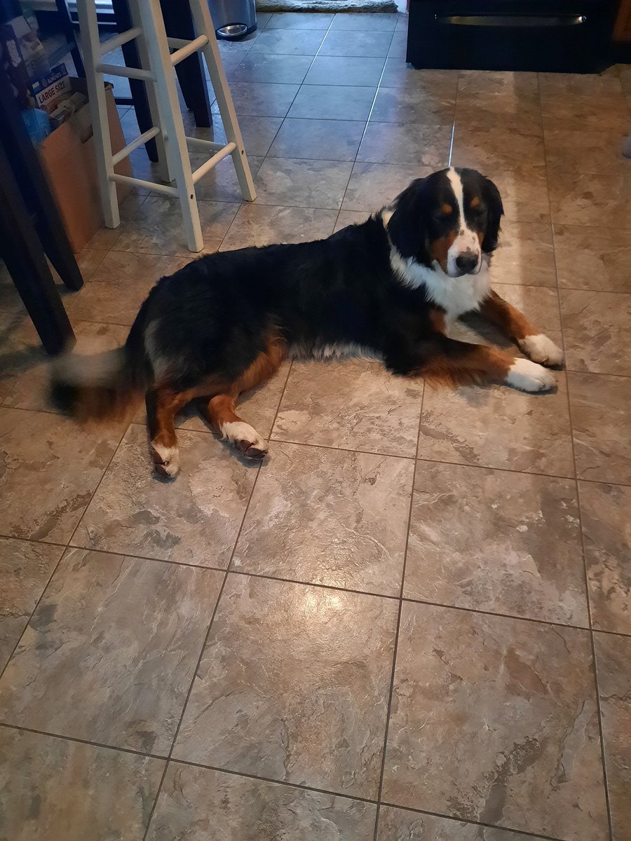NVladimirovs's tweet photo. @BillyM2k We just adopted this sweet girl Sadie. The Doge Community is a great community!!! Cheers doge fam! 🍻  🐕 https://t.co/ProTsUBljg