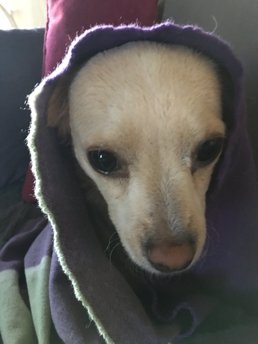 UnknownCaller4U's tweet photo. Willow Tree #canyoufindlittlewillow #kennedogs A Woman of Mystery https://t.co/MHVSKftXdU