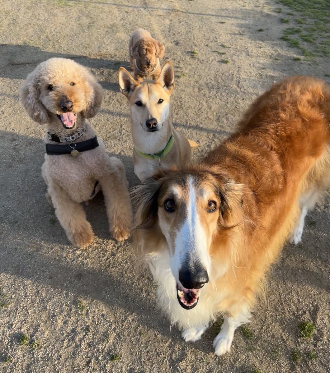 今日は坊、私に向かってぴょんぴょん飛ぼうとしたし友達のマルちゃんをあそぼ!って何度な誘ったよ。
危ないから止めたけど😅 