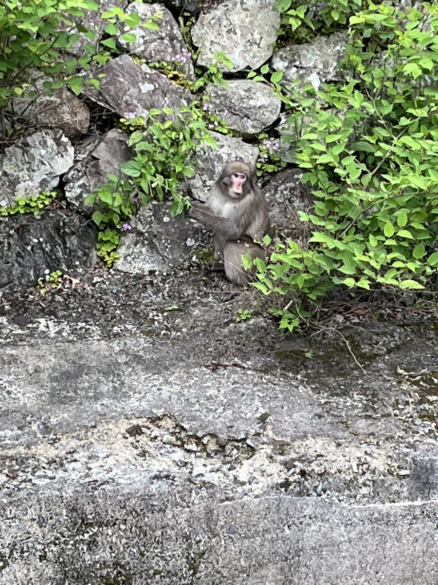 箕面滝行ってきました〜！！！
記念すべき初活動です！滝に猿にオオサンショウウオ（写真にない）も見れてとても楽しい日になりましたよ✨
秋には紅葉がとても美しいと思うのでまたいきたいですね〜