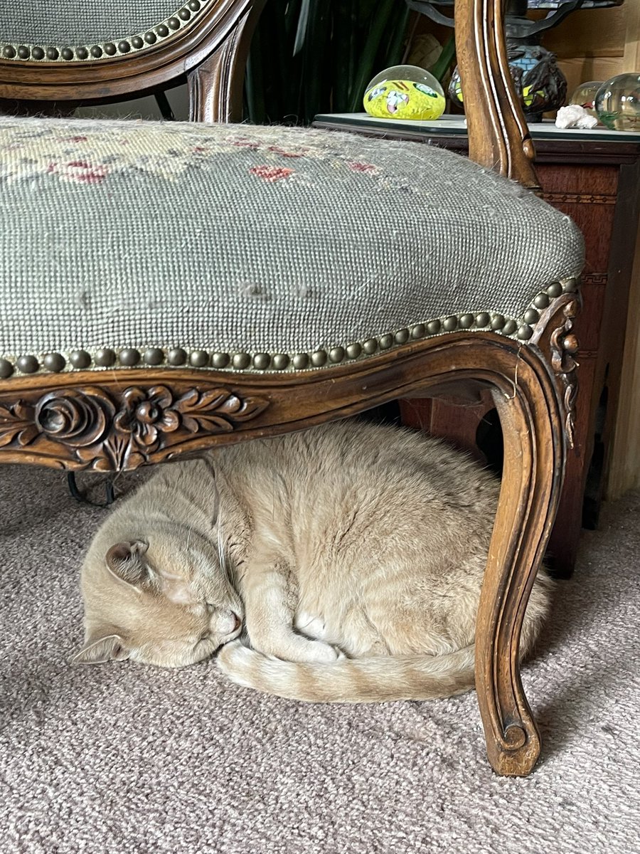 MemoryTuxedo1's tweet photo. Dune was on #DeckWatch earlier and is now taking a snooze in his new fave sleeping spot. https://t.co/lp10S8i2gi