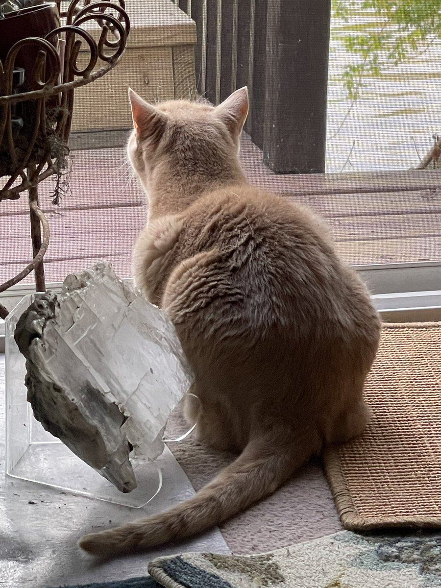 MemoryTuxedo1's tweet photo. Dune was on #DeckWatch earlier and is now taking a snooze in his new fave sleeping spot. https://t.co/lp10S8i2gi