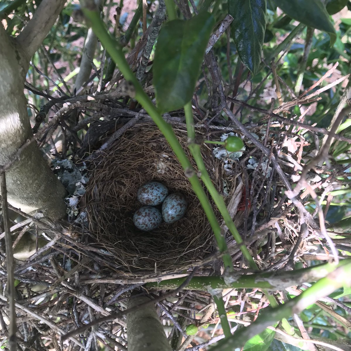 Look at the 3 things I found in one of my Hollies today.  Peace, love and kindness.