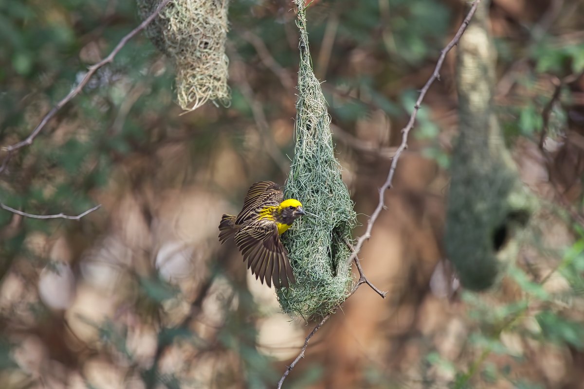 Baya Weaver, Ploceus Philippinus, Sparrow family
Location:  Osman Sagar Lake (Gandipet Lake), Hyderabad, Telangana, India
Date: May 2022
.
#BayaWeaver 
#PloceusPhilippinus 
#Sparrow
.
#Save111GO
#SaveOsmanSagar
#SaveHimayatSagar