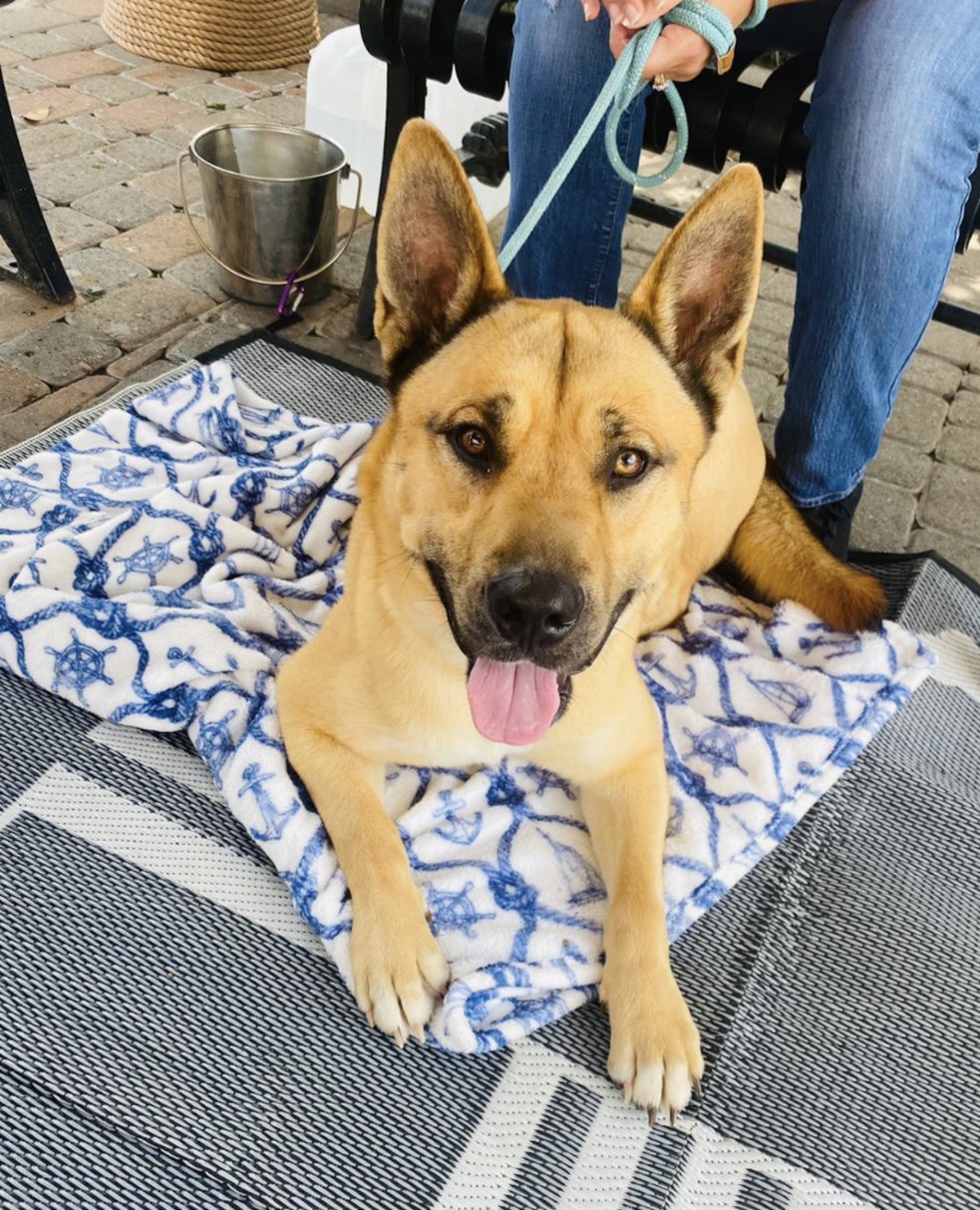 Are Dogs Allowed At The Boardwalk