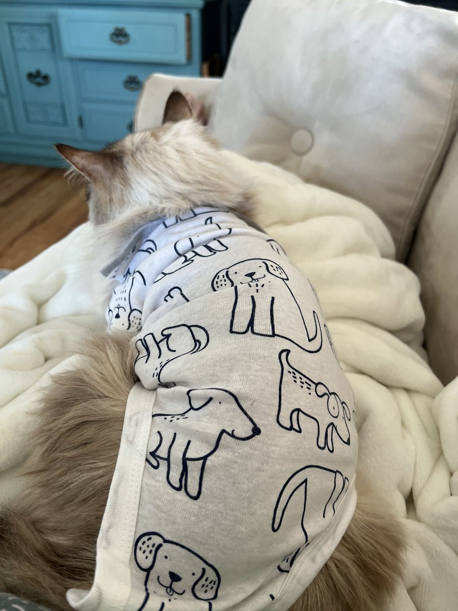 _lanagail's tweet photo. The things we do for our pets. 3 vet visits, ultrasound followed by surgery. This shithead better live for a long time now!!! https://t.co/09SwaOI1Eu