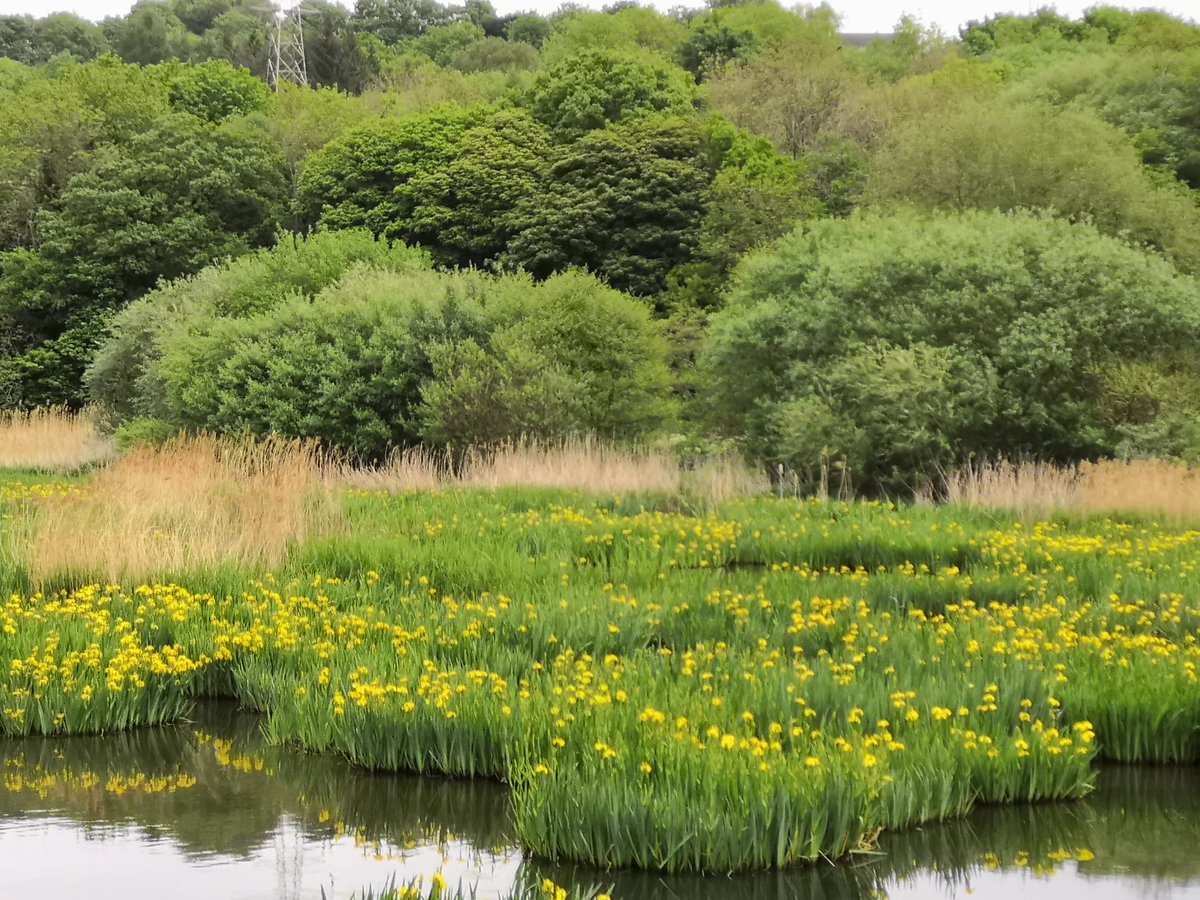 Beautiful irises <a href="/RodleyNR/">Rodley Nature Reserve-BRIDGE IS OPEN (with issues)</a>